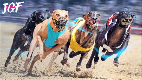 today's greyhound dog results please|Trackinfo Mobile. Racing Information for Greyhounds.
